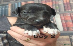 Whippet dogs for sale: Adorable KC reg Whippet Puppies - Image 7