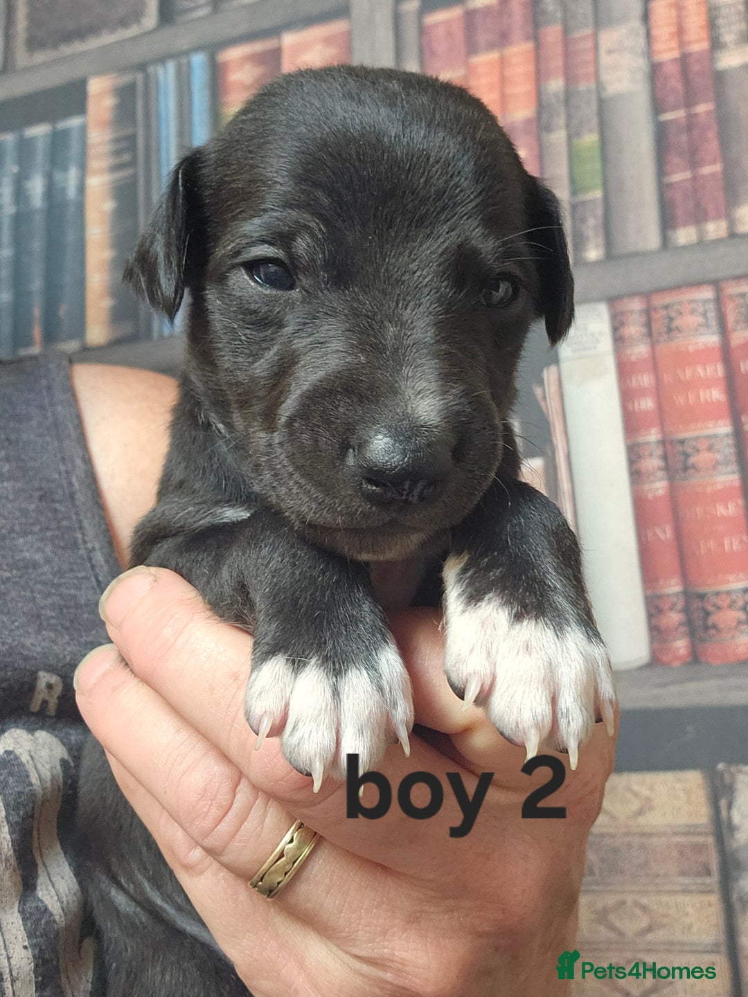 Whippet dogs for sale: Adorable KC reg Whippet Puppies - Image 7