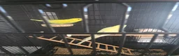 Budgerigars birds for sale: 2x  baby semi tame budgies and accessories  - Advert 2