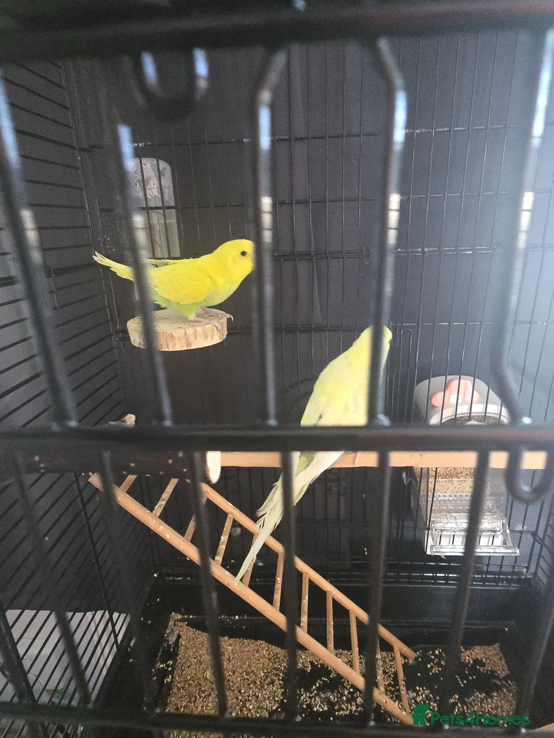 Budgerigars birds for sale: 2x  baby semi tame budgies and accessories  - Advert 2