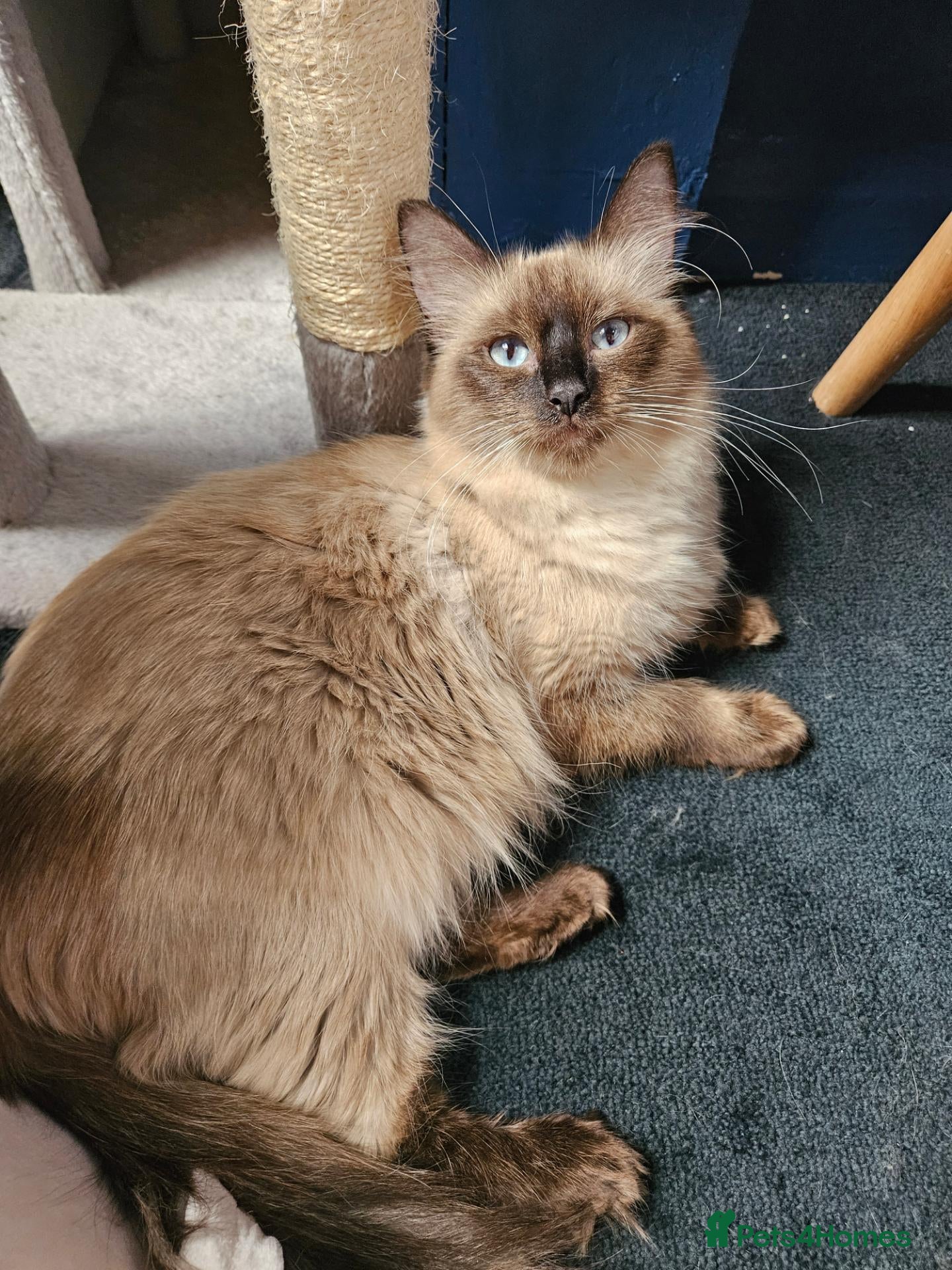 Ragdoll cats for sale: LOVELY BLUE EYED RAGDOLL KITTENS SEAL & LYNX POINT - Advert 2
