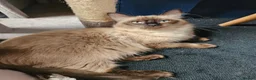 Ragdoll cats for sale: LOVELY BLUE EYED RAGDOLL KITTENS SEAL & LYNX POINT - Advert 9