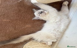 Ragdoll cats for sale: GCCF beautiful ragdoll Boy !! ❤️🏅🏅 - Image 2