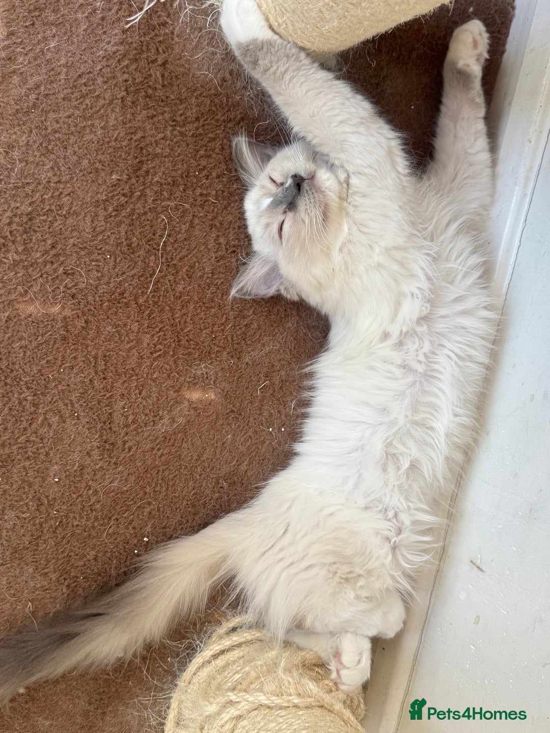 Ragdoll cats for sale: GCCF beautiful ragdoll Boy !! ❤️🏅🏅 - Image 2