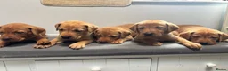 Labrador Retriever dogs for sale: 10 adorable fox red Labrador puppies  - Advert 25