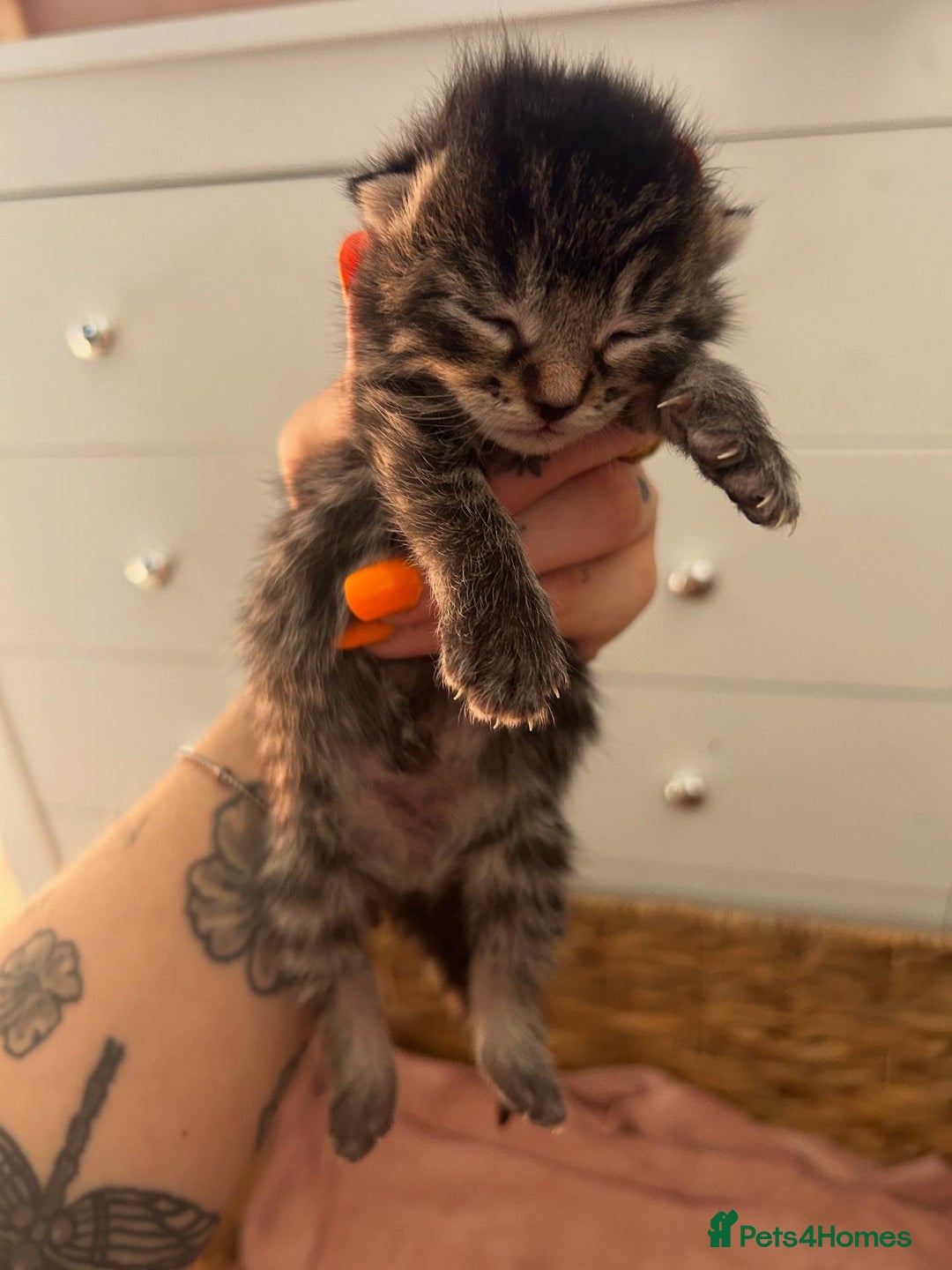 Mixed Breed cats for sale: Playful kittens for sale  - Image 4