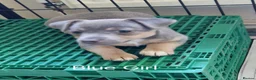Jack Russell dogs for sale: For Sale - Beautiful Jack Russell Puppies  in Okehampton - Advert 6