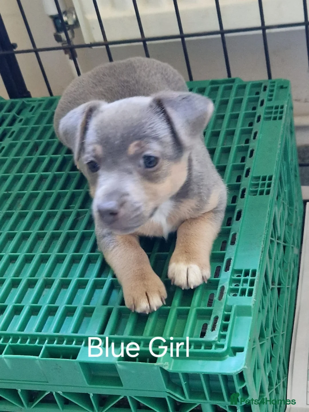 Jack Russell dogs for sale: For Sale - Beautiful Jack Russell Puppies  in Okehampton - Advert 6