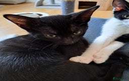 Domestic Shorthair cats for sale: 2 Gorgeous Pairs Of Kittens - Image 9