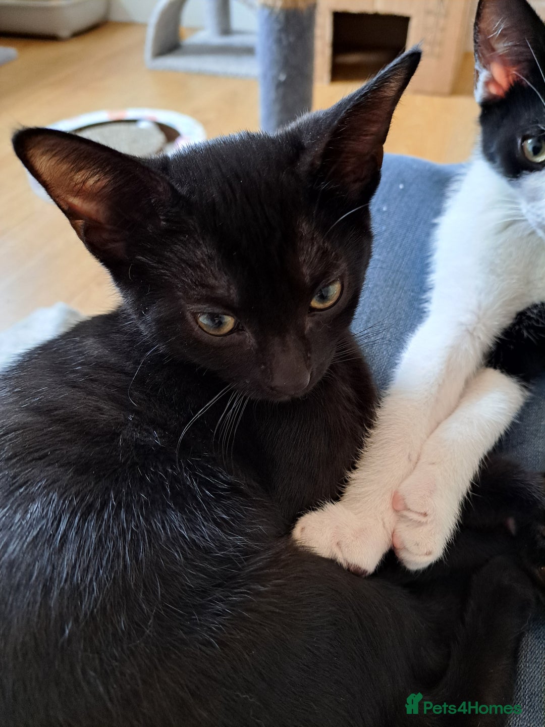Domestic Shorthair cats for sale: 2 Gorgeous Pairs Of Kittens - Image 9