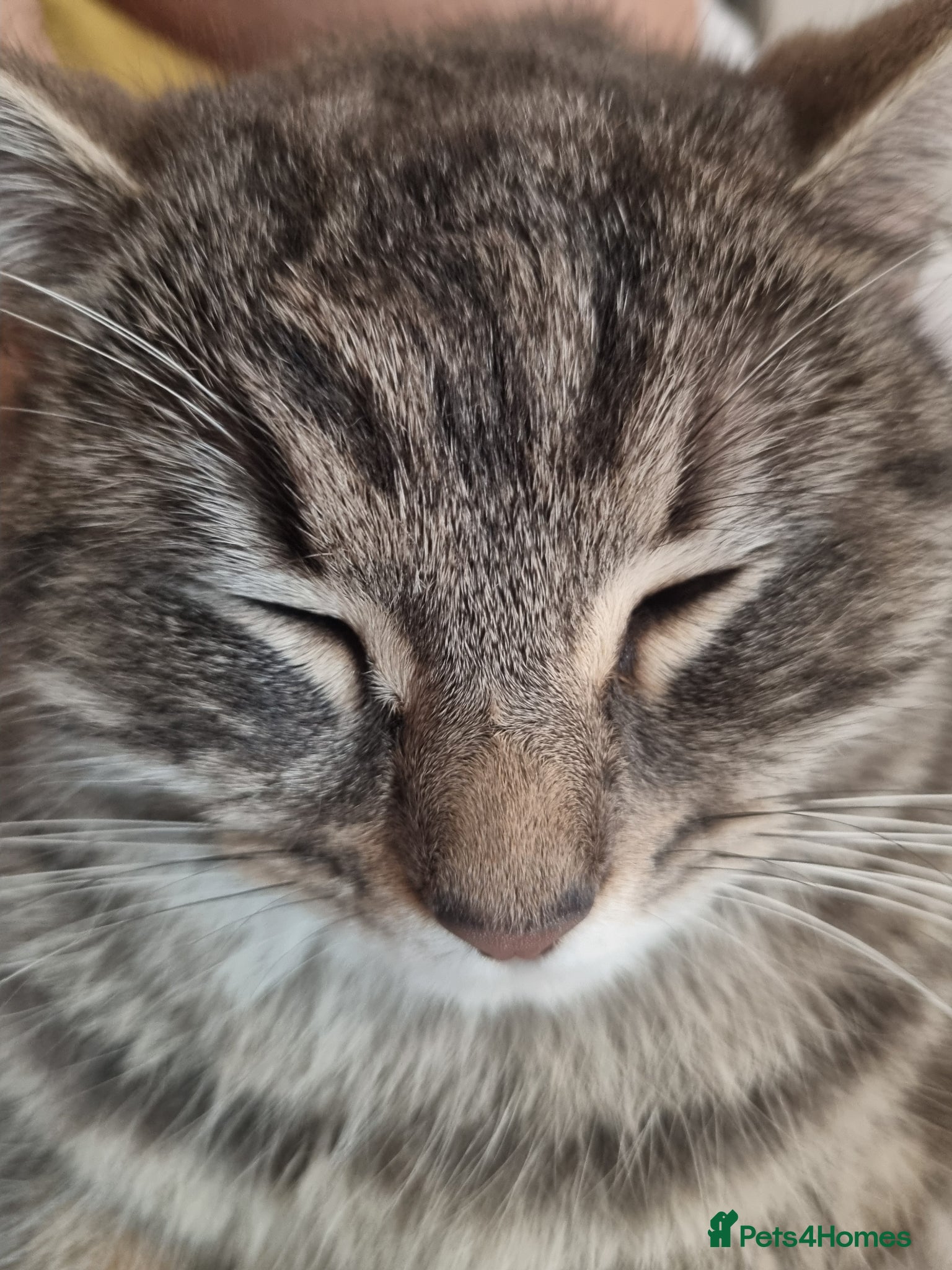 Mixed Breed cats 1 grey tabby cat. 1 black long haired house cat.  - Advert 8