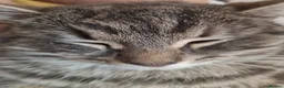 Mixed Breed cats for sale: 1 grey tabby cat. 1 black long haired house cat.  - Advert 1
