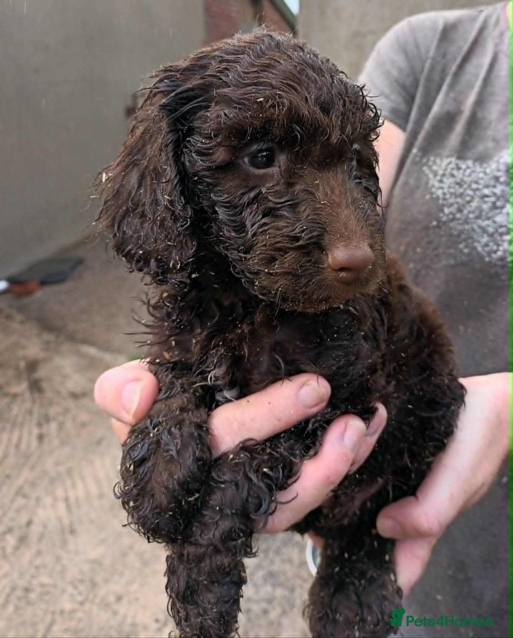 Cockapoo dogs READY NOW LOVELY F1b COCKAPOO, 5* LICENCED BREEDER - Advert 7