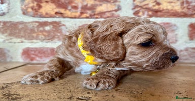 Cavapoo dogs - Advert 14