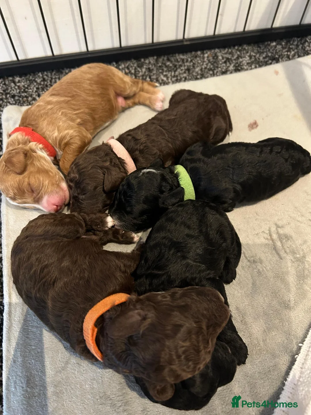 Cockapoo dogs for sale: Toy Cockapoos - Advert 1