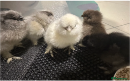 Chickens poultry for sale: Mixed Silkie Chicks - Image 1