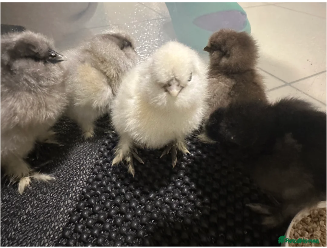Chickens poultry for sale: Mixed Silkie Chicks - Image 1