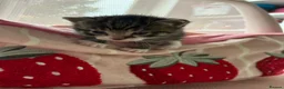 Mixed Breed cats for sale: Beautiful mixed breed kittens  - Advert 2