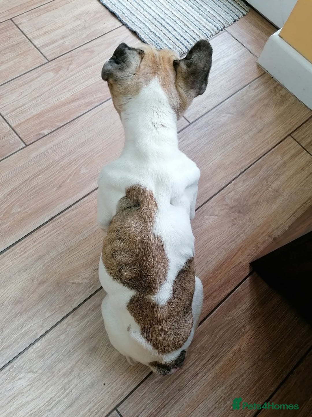 Mixed Breed dogs for adoption: 💖ELVA -a Sweet Frenchie Rescued From Starvation💖 - Advert 9