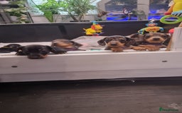 Dachshund dogs for sale: Miniature Daschund puppies - Image 1