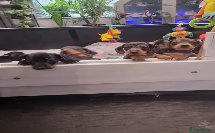 Dachshund dogs - Advert 7