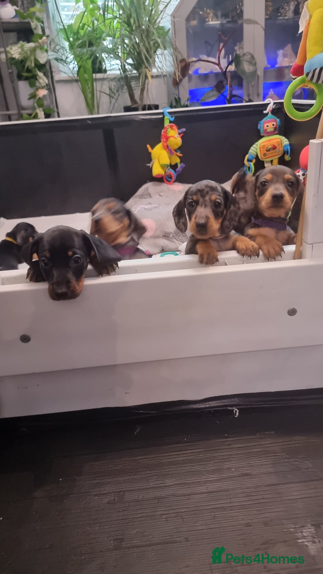 Dachshund dogs for sale: Miniature Daschund puppies - Image 1