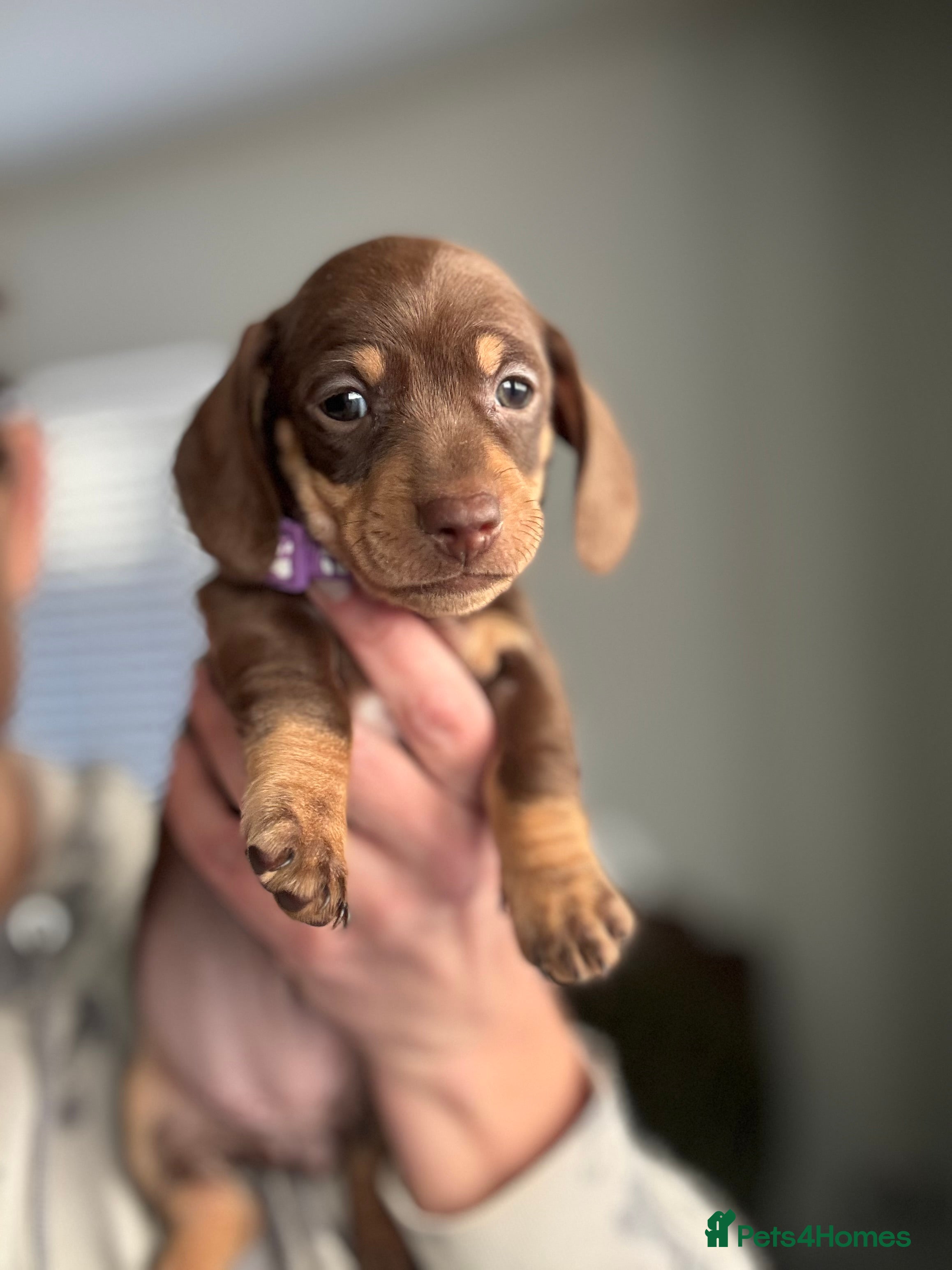 Miniature Dachshund dogs LAST GIRL Beautiful miniature dachshund puppies - Advert 5