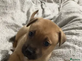 Mixed Breed dogs Rottweiler x husky puppies - Advert 5