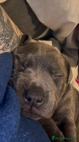 Staffordshire Bull Terrier dogs - Advert 4