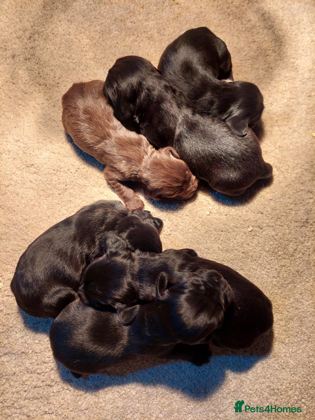 Cocker Spaniel dogs for sale: KC registered Cocker Spaniel puppies for sale - Advert 3