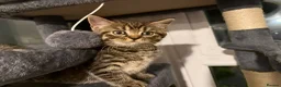 British Shorthair cats for sale: Gorgeous British short haired tabby’s & calicos  - Advert 16