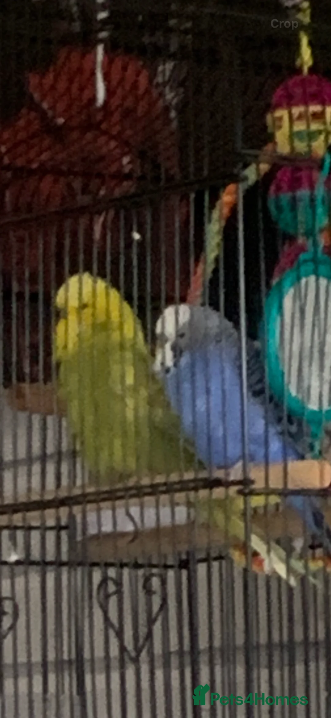 Budgerigars birds for sale: 2 Budgies  in Coventry - Advert 2