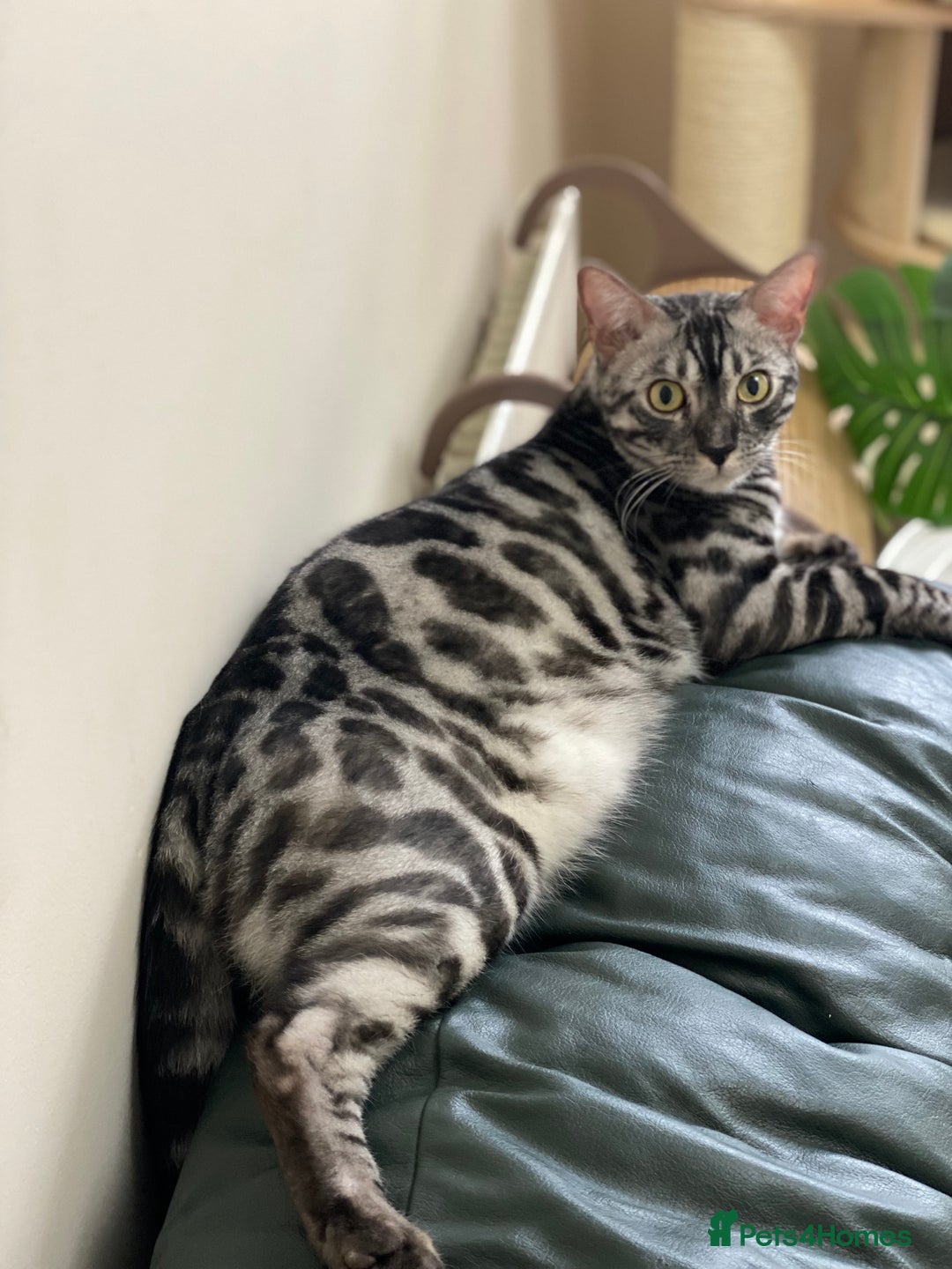 Bengal cats for sale: 💙Stunning Silver Charcoal black spotted tabby  - Advert 12