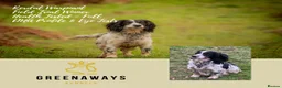 Sprocker dogs for sale: 5 * Breeder Health-Tested F1b Sprocker Puppies - Advert 5