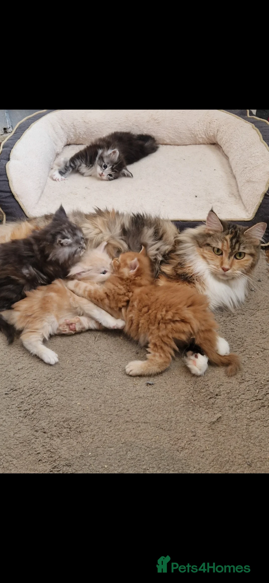 Maine Coon cats for sale: GCCF quality maine coon kittens - Advert 1