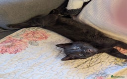 Bombay cats for sale: Different prices Bombay X long hair  - Image 27
