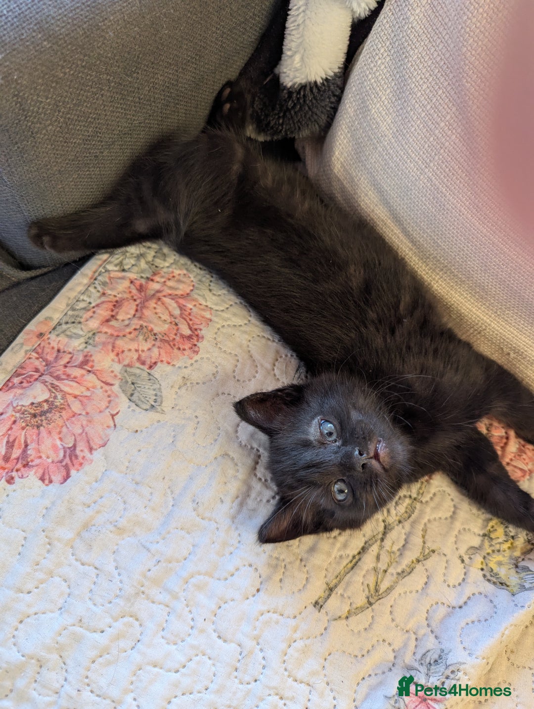 Bombay cats for sale: Different prices Bombay X long hair  - Image 27