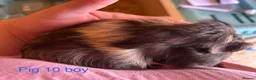 Guinea Pig rodents for sale: Guinea pig babies  in Yeovil - Advert 18