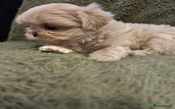 Shih Tzu dogs for sale: A lovely litter of Shih Tzu pups - Image 4