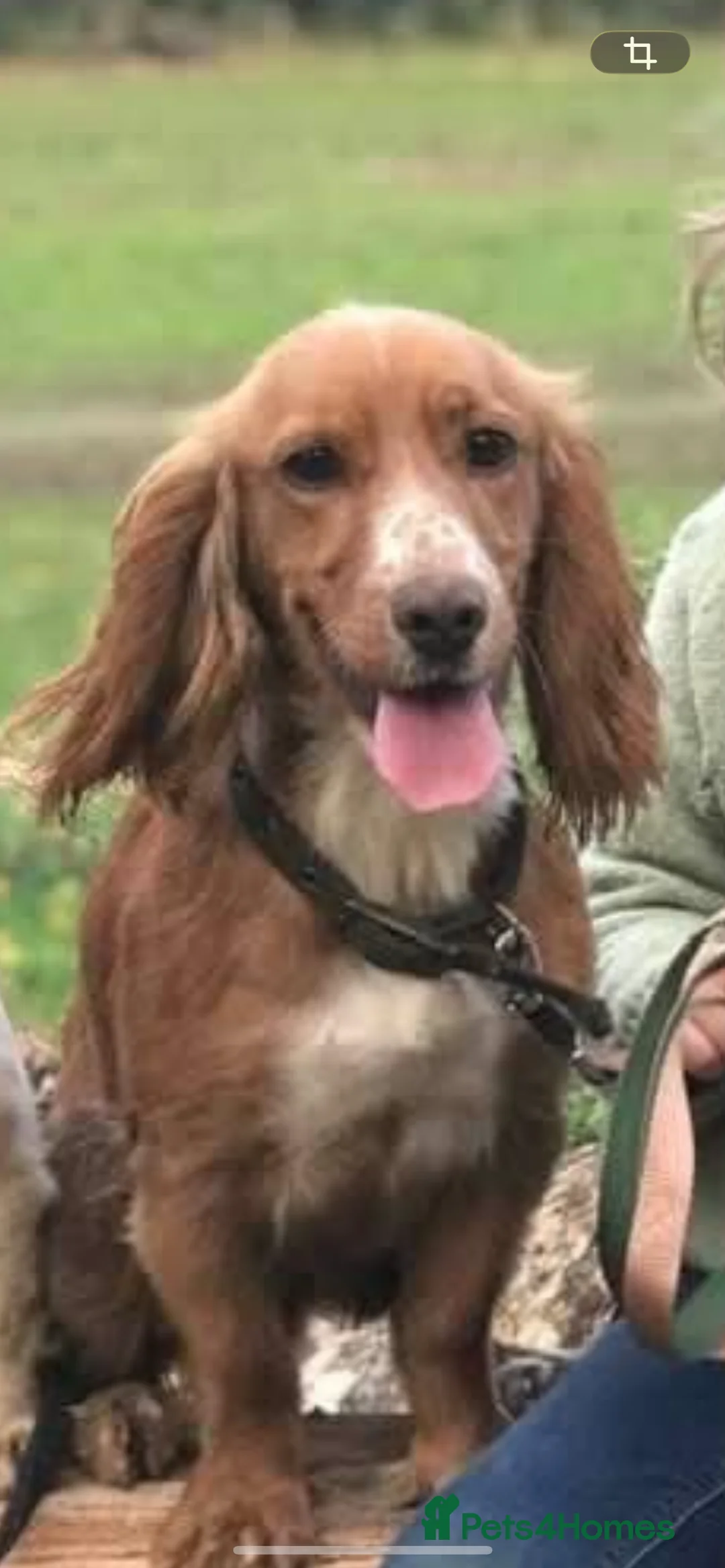 Cockapoo dogs for sale: F1 cockapoos  - Advert 9