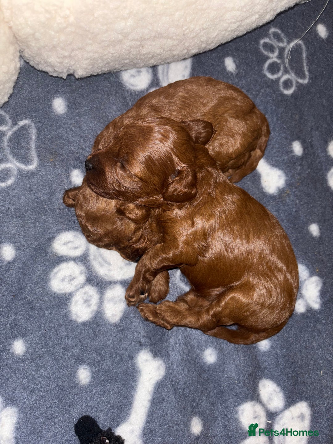 Cavapoo dogs for sale: Cavapoo - Advert 2