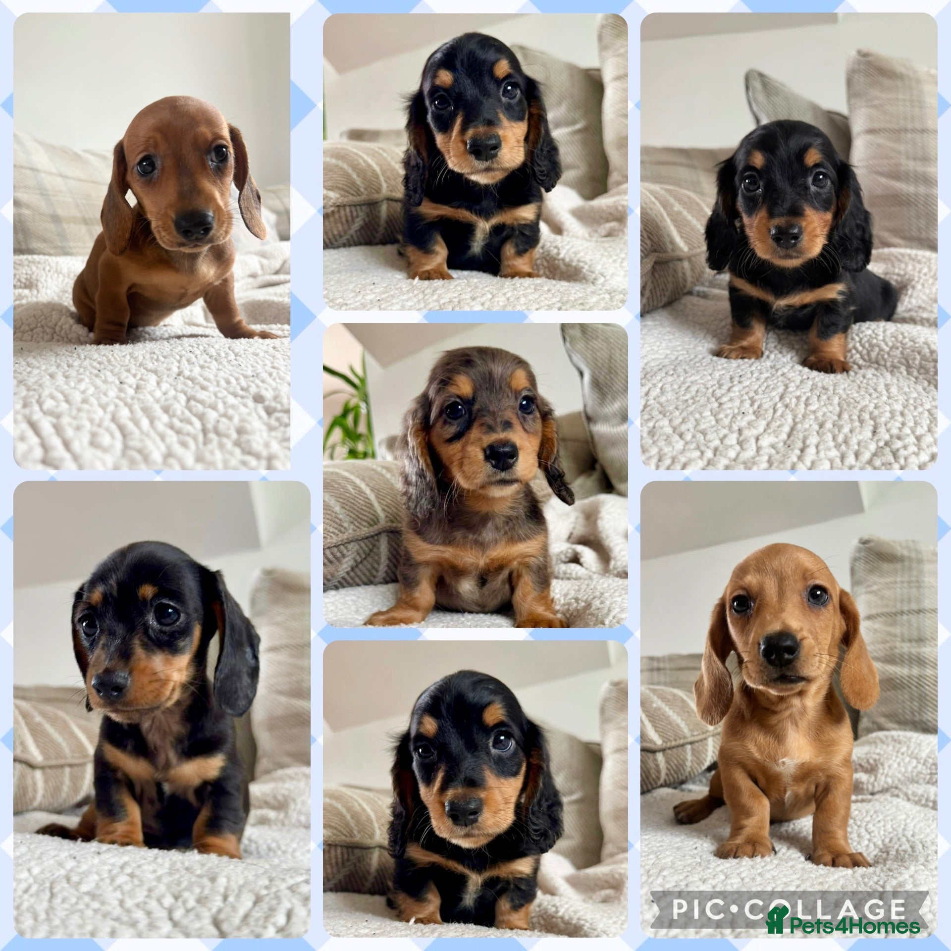 Dachshund dogs BEAUTIFUL MINI DACHSHUNDS PRA CLEAR & KC REG - Advert 1