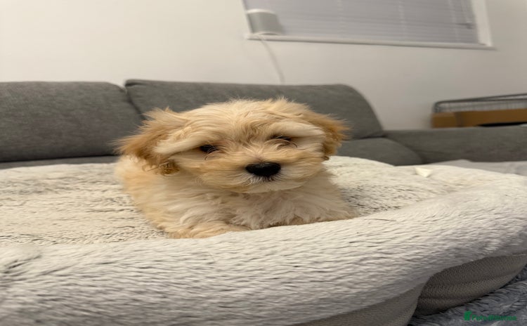 Maltipoo dogs - Advert 10