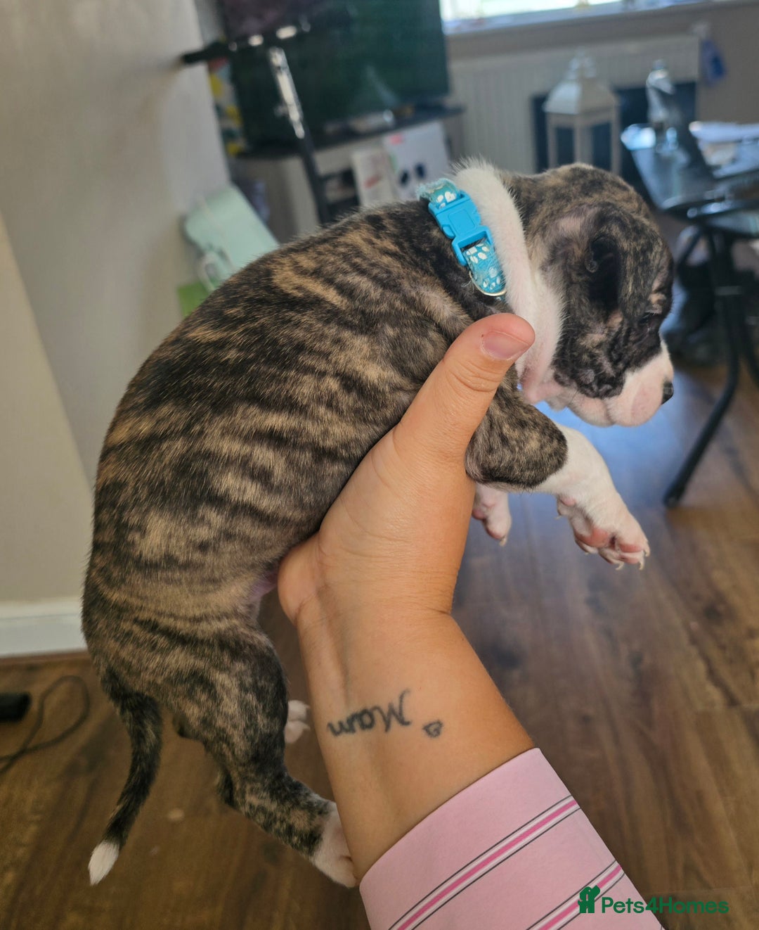 Staffordshire Bull Terrier dogs for sale: Staffie Pups - Image 16