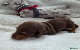 Miniature Dachshund dogs for sale: Shorthaired Minature Daschunds  - Image 37