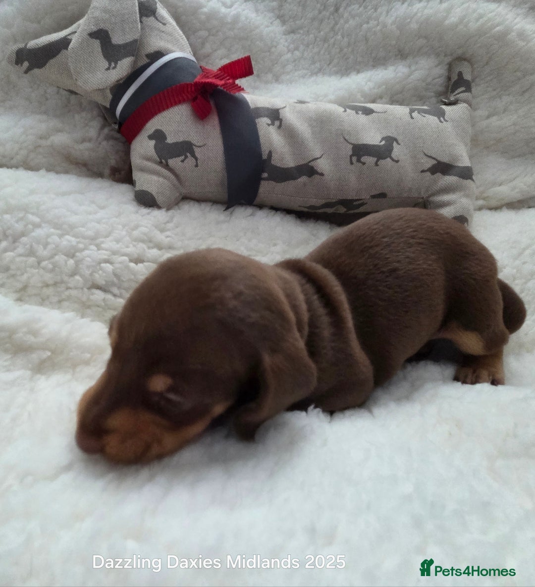 Miniature Dachshund dogs for sale: Shorthaired Minature Daschunds  - Image 37
