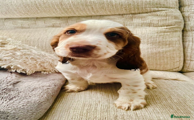 Cocker Spaniel dogs - Advert 1