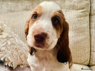 Cocker Spaniel dogs - Advert 25