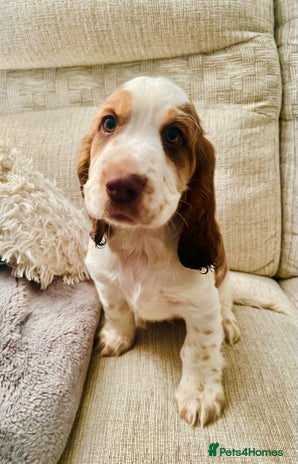 Cocker Spaniel dogs - Advert 1