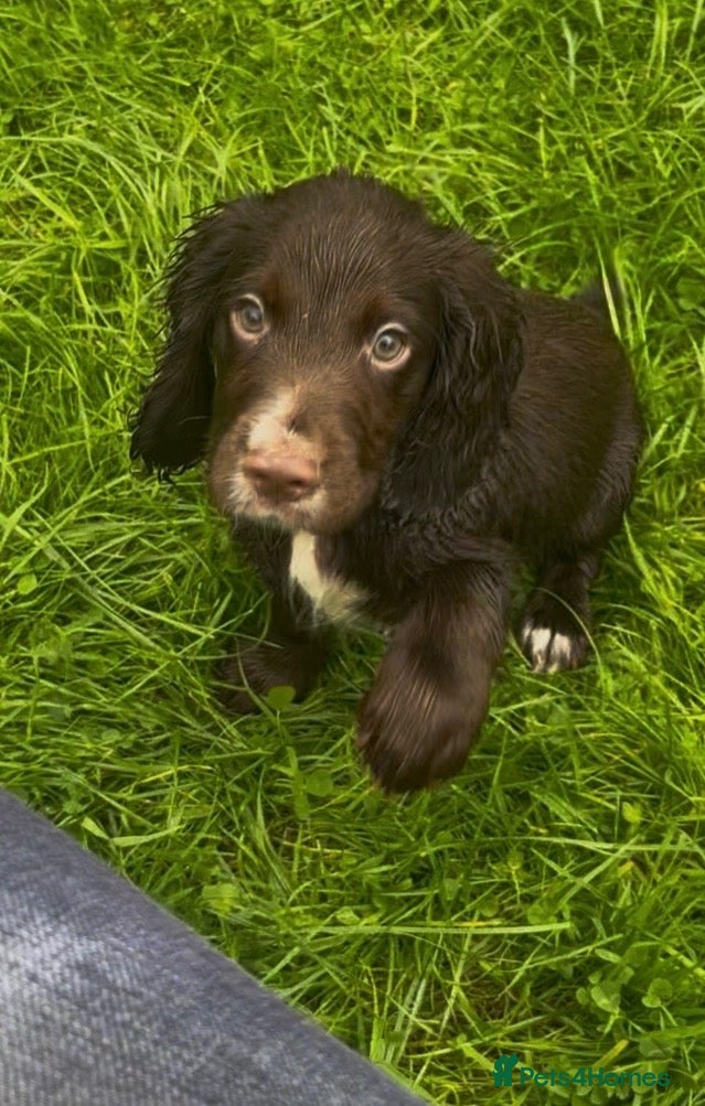 Cocker Spaniel dogs Ready Now KC reg Working Cocker Spaniels - Advert 13